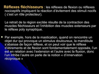 Réflexes fléchisseursRéflexes fléchisseurs :: les réflexes de flexion ou réflexesles réflexes de flexion ou réflexes
nociceptifs impliquent la réaction d’évitement des stimuli nocifsnociceptifs impliquent la réaction d’évitement des stimuli nocifs
( c’est un rôle protecteur).( c’est un rôle protecteur).
Le retrait de la région excitée résulte de la contraction desLe retrait de la région excitée résulte de la contraction des
muscles fléchisseurs et l’inhibition des muscles extenseurs parmuscles fléchisseurs et l’inhibition des muscles extenseurs par
le réflexe poly synaptique.le réflexe poly synaptique.
 Par exemple, hors de la mastication, quand on rencontre unPar exemple, hors de la mastication, quand on rencontre un
objet dur qui provoque un stimulus douloureux, la mandibuleobjet dur qui provoque un stimulus douloureux, la mandibule
s’abaisse de façon réflexe, et on peut voir que le réflexes’abaisse de façon réflexe, et on peut voir que le réflexe
d’étirements et de flexion sont fondamentalement opposés, l’und’étirements et de flexion sont fondamentalement opposés, l’un
est en relation avec l’extension et l’autre avec la fluxion, doncest en relation avec l’extension et l’autre avec la fluxion, donc
l’un inhibe l’autre on parle de la notion « d’innervationl’un inhibe l’autre on parle de la notion « d’innervation
réciproque »réciproque »
 