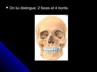 On lui distingue: 2 faces et 4 bords.
 