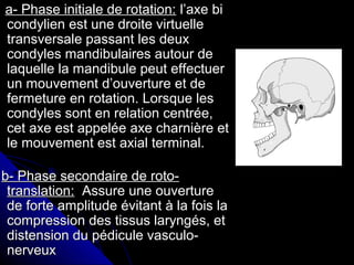 a- Phase initiale de rotation:a- Phase initiale de rotation: l’axe bil’axe bi
condylien est une droite virtuellecondylien est une droite virtuelle
transversale passant les deuxtransversale passant les deux
condyles mandibulaires autour decondyles mandibulaires autour de
laquelle la mandibule peut effectuerlaquelle la mandibule peut effectuer
un mouvement d’ouverture et deun mouvement d’ouverture et de
fermeture en rotation. Lorsque lesfermeture en rotation. Lorsque les
condyles sont en relation centrée,condyles sont en relation centrée,
cet axe est appelée axe charnière etcet axe est appelée axe charnière et
le mouvement est axial terminal.le mouvement est axial terminal.
b- Phase secondaire de roto-b- Phase secondaire de roto-
translation:translation: Assure une ouvertureAssure une ouverture
de forte amplitude évitant à la fois lade forte amplitude évitant à la fois la
compression des tissus laryngés, etcompression des tissus laryngés, et
distension du pédicule vasculo-distension du pédicule vasculo-
nerveuxnerveux
 