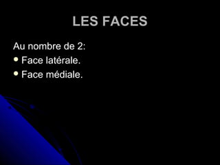 LES FACES
Au nombre de 2:
Face latérale.
Face médiale.
 