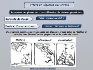 Effets et Réponses aux Stress
Phases de stress
Phase
d’alarme
Phase de
résistance
Phase
d’épuisement
Elle débute par la
dé...