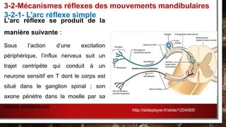 L’arc réflexe se produit de la
manière suivante :
Sous l’action d’une excitation
périphérique, l’influx nerveux suit un
trajet centripète qui conduit à un
neurone sensitif en T dont le corps est
situé dans le ganglion spinal ; son
axone pénètre dans la moelle par sa
racine postérieure.
3-2-Mécanismes réflexes des mouvements mandibulaires
3-2-1- L’arc réflexe simple
http://slideplayer.fr/slide/1204565/
 