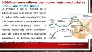 La synapse a lieu à l’intérieur de la
substance grise de la moelle entre l’axone
du nerf sensitif et la dendrite du nerf moteur
dont l’axone sort par la racine antérieure et
conduit l’influx à la plaque motrice ; ce
neurone moteur des cornes antérieures,
avec son axone et les fibres musculaires
auxquelles il se distribue, représente ce
qu’on appelle « la voie motrice terminale ».
3-2-Mécanismes réflexes des mouvements mandibulaires
3-2-1- L’arc réflexe simple
http://slideplayer.fr/slide/1204565/
 