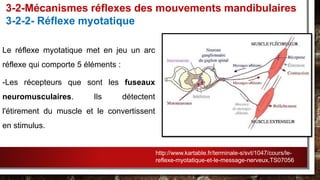 Le réflexe myotatique met en jeu un arc
réflexe qui comporte 5 éléments :
-Les récepteurs que sont les fuseaux
neuromusculaires. Ils détectent
l'étirement du muscle et le convertissent
en stimulus.
3-2-Mécanismes réflexes des mouvements mandibulaires
3-2-2- Réflexe myotatique
http://www.kartable.fr/terminale-s/svt/1047/cours/le-
reflexe-myotatique-et-le-message-nerveux,TS07056
 