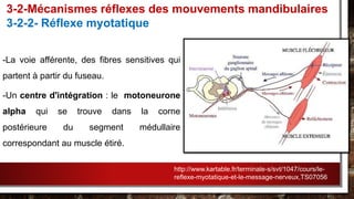 -La voie afférente, des fibres sensitives qui
partent à partir du fuseau.
-Un centre d'intégration : le motoneurone
alpha qui se trouve dans la corne
postérieure du segment médullaire
correspondant au muscle étiré.
3-2-Mécanismes réflexes des mouvements mandibulaires
3-2-2- Réflexe myotatique
http://www.kartable.fr/terminale-s/svt/1047/cours/le-
reflexe-myotatique-et-le-message-nerveux,TS07056
 