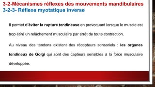 Il permet d’éviter la rupture tendineuse en provoquant lorsque le muscle est
trop étiré un relâchement musculaire par arrêt de toute contraction.
Au niveau des tendons existent des récepteurs sensoriels : les organes
tendineux de Golgi qui sont des capteurs sensibles à la force musculaire
développée.
3-2-Mécanismes réflexes des mouvements mandibulaires
3-2-3- Réflexe myotatique inverse
 
