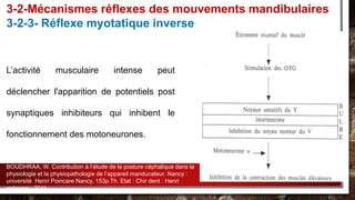 L’activité musculaire intense peut
déclencher l'apparition de potentiels post
synaptiques inhibiteurs qui inhibent le
fonctionnement des motoneurones.
3-2-Mécanismes réflexes des mouvements mandibulaires
3-2-3- Réflexe myotatique inverse
BOUDHRAA, W. Contribution à l’étude de la posture céphalique dans la
physiologie et la physiopathologie de l’appareil manducateur. Nancy :
université Henri Poincare Nancy. 153p.Th. Etat : Chir dent : Henri
poincare : 2011.
 