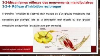 Il entraîne l’inhibition de l’activité d’un muscle ou d’un groupe musculaire (les
élévateurs par exemple) lors de la contraction d’un muscle ou d’un groupe
musculaire antagoniste (les abaisseurs par exemple).
3-2-Mécanismes réflexes des mouvements mandibulaires
3-2-4- Réflexe d’inhibition réciproque
http://slideplayer.fr/slide/1613422/
 