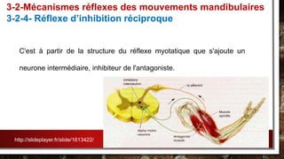 C'est à partir de la structure du réflexe myotatique que s'ajoute un
neurone intermédiaire, inhibiteur de l'antagoniste.
3-2-Mécanismes réflexes des mouvements mandibulaires
3-2-4- Réflexe d’inhibition réciproque
http://slideplayer.fr/slide/1613422/
 