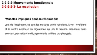 *Muscles impliqués dans la respiration:
Lors de l'inspiration, ce sont les muscles génio-hyoidiens, Mylo hyoïdiens
et le ventre antérieur du digastrique qui par la traction antérieure qu'ils
exercent, permettent le dégagement de la filière oro-pharygée.
3-3-2-2-Mouvements fonctionnels
3-3-2-2-3- La respiration
 