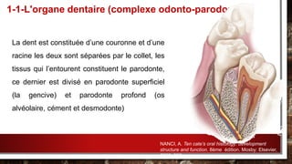 La dent est constituée d’une couronne et d’une
racine les deux sont séparées par le collet, les
tissus qui l’entourent constituent le parodonte,
ce dernier est divisé en parodonte superficiel
(la gencive) et parodonte profond (os
alvéolaire, cément et desmodonte)
1-1-L'organe dentaire (complexe odonto-parodontal)
NANCI, A. Ten cate’s oral histology: development
structure and function. 8ème édition. Mosby: Elsevier,
2008. 398p.
 