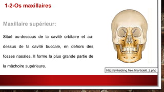 Maxillaire supérieur:
Situé au-dessous de la cavité orbitaire et au-
dessus de la cavité buccale, en dehors des
fosses nasales. Il forme la plus grande partie de
la mâchoire supérieure.
1-2-Os maxillaires
http://jmhebting.free.fr/article6_2.php
 