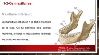 Maxillaire inférieur:
La mandibule est située à la partie inférieure
de la face. On lui distingue trois parties:
moyenne, le corps et deux parties latérales:
les branches montantes.
1-2-Os maxillaires
HANSEN, J.T. Mémo fiches Anatomie Netter :
Tête et cou. 3ème édition. Paris : Masson,
2011.175p.
 