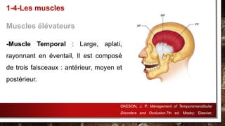 -Muscle Temporal : Large, aplati,
rayonnant en éventail, Il est composé
de trois faisceaux : antérieur, moyen et
postérieur.
1-4-Les muscles
Muscles élévateurs
OKESON, J. P. Management of Temporomandibular
Disorders and Occlusion.7th ed. Mosby: Elsevier,
2013.632p.
 
