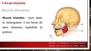 Muscle masséter : court, épais
et rectangulaire. Il est formé de
deux faisceaux superficiel et
profond.
1-4-Les muscles
Muscles élévateurs
OKESON, J. P. Management of Temporomandibular
Disorders and Occlusion.7th ed. Mosby: Elsevier,
2013.632p.
 