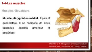 Muscle ptérygoïdien médial : Épais et
quadrilatère. Il se compose de deux
faisceaux accolés antérieur et
postérieur.
1-4-Les muscles
Muscles élévateurs
OKESON, J. P. Management of Temporomandibular
Disorders and Occlusion.7th ed. Mosby: Elsevier,
2013.632p.
 