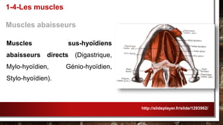 Muscles sus-hyoïdiens
abaisseurs directs (Digastrique,
Mylo-hyoïdien, Génio-hyoïdien,
Stylo-hyoïdien).
1-4-Les muscles
Muscles abaisseurs
http://slideplayer.fr/slide/1293962/
 