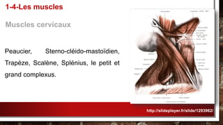 Peaucier, Sterno-cléido-mastoïdien,
Trapèze, Scalène, Splénius, le petit et
grand complexus.
1-4-Les muscles
Muscles cervicaux
http://slideplayer.fr/slide/1293962/
 