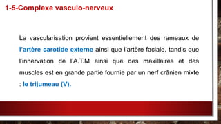 La vascularisation provient essentiellement des rameaux de
l’artère carotide externe ainsi que l’artère faciale, tandis que
l’innervation de l’A.T.M ainsi que des maxillaires et des
muscles est en grande partie fournie par un nerf crânien mixte
: le trijumeau (V).
1-5-Complexe vasculo-nerveux
 