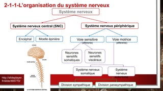 2-1-1-L’organisation du système nerveux
Système nerveux
Système nerveux central (SNC) Système nerveux périphérique
Encéphal
e
Moelle épinière Voie sensitive
(afférente)
Voie motrice
(efférente)
Neurones
sensitifs
somatiques
Neurones
sensitifs
viscéraux
Système nerveux
somatique
Division sympathique Division parasympathique
Système
nerveux
autonomehttp://slideplayer.
fr/slide/485770/
 