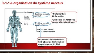 2-1-1-L’organisation du système nerveux
•Traitement de
l’information
•Lien entre les fonctions
sensorielles et motrices
•Achemine l’information au
SNC et envoie l’information
en provenance du SNC
(nerfs)
 