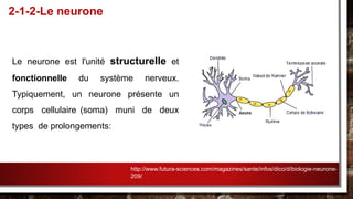 Le neurone est l'unité structurelle et
fonctionnelle du système nerveux.
Typiquement, un neurone présente un
corps cellulaire (soma) muni de deux
types de prolongements:
2-1-2-Le neurone
http://www.futura-sciences.com/magazines/sante/infos/dico/d/biologie-neurone-
209/
 