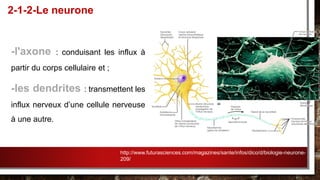 -l'axone : conduisant les influx à
partir du corps cellulaire et ;
-les dendrites : transmettent les
influx nerveux d’une cellule nerveuse
à une autre.
2-1-2-Le neurone
http://www.futurasciences.com/magazines/sante/infos/dico/d/biologie-neurone-
209/
 