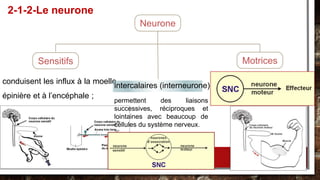 conduisent les influx à la moelle
épinière et à l’encéphale ;
2-1-2-Le neurone
Sensitifs
Neurone
Motrices
intercalaires (interneurone)
permettent des liaisons
successives, réciproques et
lointaines avec beaucoup de
cellules du système nerveux.
 