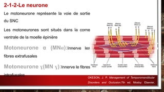 Le motoneurone représente la voie de sortie
du SNC
Les motoneurones sont situés dans la corne
ventrale de la moelle épinière
Motoneurone α (MNα):Innerve les
fibres extrafusales
Motoneurone ɣ(MN ɣ):Innerve le fibres
intrafusales
2-1-2-Le neurone
OKESON, J. P. Management of Temporomandibular
Disorders and Occlusion.7th ed. Mosby: Elsevier,
2013.632p.
 