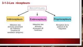 3-1-3-Les récepteurs
RÉCEPTEURS
Intérocepteurs Extérocepteurs Propriocepteurs
Perception de la
posture et de
l’équilibre
Détection des
stimulus
provenant de
l’extérieur
Détection des
stimulus provenant
de l’intérieur
(viscères et
vaisseaux sanguins)
 