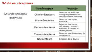 3-1-3-Les récepteurs
Nom du récepteur Fonction (s)
Chimiorécepteurs
Détection de molécules
chimiques présents dans
l’environnement immédiat.
Photorécepteurs
Détection des rayons
lumineux.
Mécanorécepteurs
Détection des forces
mécaniques: pression,
vibration, étirement et
démangeaison.
Thermorécepteurs
Détection des changement de
température
Nocicepteurs Détection de la douleur
LA CLASSIFICATION DES
RÉCEPTEURS
 