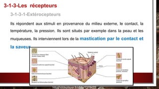3-1-3-1-Extérocepteurs
Ils répondent aux stimuli en provenance du milieu externe, le contact, la
température, la pression. Ils sont situés par exemple dans la peau et les
muqueuses. Ils interviennent lors de la mastication par le contact et
la saveur.
3-1-3-Les récepteurs
http://slideplayer.fr/slide/1319422/
 