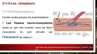 3-1-3-3-Propriocepteurs
Il existe quatre groupes de propriocepteurs :
• Les fiseaux neuro-musculaires
situés au sein des muscles, entre les fibres
musculaires. Ils sont stimulés par
l'étirement de celles-ci ;
3-1-3-Les récepteurs
http://www.sfar.org/acta/dossier/archives/ca07/html/ca07_26/ca07_26.h
tm
 