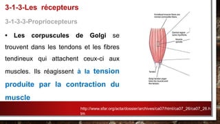3-1-3-3-Propriocepteurs
• Les corpuscules de Golgi se
trouvent dans les tendons et les fibres
tendineux qui attachent ceux-ci aux
muscles. Ils réagissent à la tension
produite par la contraction du
muscle
3-1-3-Les récepteurs
http://www.sfar.org/acta/dossier/archives/ca07/html/ca07_26/ca07_26.h
tm
 
