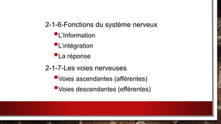 2-1-6-Fonctions du système nerveux
L’Information
L’intégration
La réponse
2-1-7-Les voies nerveuses
Voies ascendantes (afférentes)
Voies descendantes (efférentes)
 