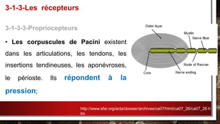 3-1-3-3-Propriocepteurs
• Les corpuscules de Pacini existent
dans les articulations, les tendons, les
insertions tendineuses, les aponévroses,
le périoste. Ils répondent à la
pression;
3-1-3-Les récepteurs
http://www.sfar.org/acta/dossier/archives/ca07/html/ca07_26/ca07_26.h
tm
 