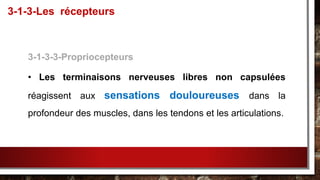3-1-3-3-Propriocepteurs
• Les terminaisons nerveuses libres non capsulées
réagissent aux sensations douloureuses dans la
profondeur des muscles, dans les tendons et les articulations.
3-1-3-Les récepteurs
 