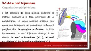 Organisation périphérique:
il est constitué de deux racines, sensitive et
motrice, naissant à la face antérieure de la
protubérance. La racine sensitive présente peu
après son émergence un volumineux renflement
ganglionnaire : le ganglion de Gasser. Les trois
terminaisons du nerf trijumeau émerge à ce
niveau: le nerf ophtalmique (V1 ), le nerf
maxillaire ( V2 ) et le nerf mandibulaire ( V3 ).
3-1-4-Le nerf trijumeau
LESTON, J.M. Anatomie fonctionnelle du nerf trijumeau. Neuro chirurgie, 2009, vol 55, 15p.
 