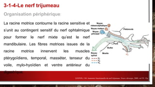 Organisation périphérique:
La racine motrice contourne la racine sensitive et
s’unit au contingent sensitif du nerf ophtalmique
pour former le nerf mixte qu’est le nerf
mandibulaire. Les fibres motrices issues de la
racine motrice innervent les muscles
ptérygoïdiens, temporal, masséter, tenseur du
voile, mylo-hyoïdien et ventre antérieur du
digastrique.
3-1-4-Le nerf trijumeau
LESTON, J.M. Anatomie fonctionnelle du nerf trijumeau. Neuro chirurgie, 2009, vol 55, 15p.
 