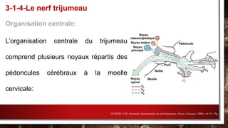 Organisation centrale:
L’organisation centrale du trijumeau
comprend plusieurs noyaux répartis des
pédoncules cérébraux à la moelle
cervicale:
3-1-4-Le nerf trijumeau
LESTON, J.M. Anatomie fonctionnelle du nerf trijumeau. Neuro chirurgie, 2009, vol 55, 15p.
 