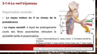 Organisation centrale:
- Le noyau moteur du V au niveau de la
protubérance
- Le noyau sensitif: il reçoit les prolongements
courts des fibres ascendantes véhiculant la
sensibilité tactile et proprioceptive.
3-1-4-Le nerf trijumeau
1.noyau mésencéphalique 2. noyau moteur 3. Complexe sensitif du
trijumeau
4. Noyau principal, 5. noyau spinal, 6.sous noyau oral, 7. Sous noyau
interpolaire
8. sous noyau caudal 9. ganglion de Gasser 10. V1fente sphéno
maxillaire ;
11. V2 foramen rond; 12. V3 foramen ovale ;13. racine motrice
DEVOISE, L; DALLEL, R. Examen neurologique orofacial. EMC, médecine buccale. Aout 2014, 23-725-A-15, 13p.
 