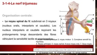 Organisation centrale:
- Le noyau spinal du V: subdivisé en 3 noyaux
(nucleus oralis, interpolaris et caudalis). Les
nucleus interpolaris et caudalis reçoivent les
prolongements longs descendants des fibres
véhiculant la sensibilité tactile et proprioceptive.
3-1-4-Le nerf trijumeau
1.noyau mésencéphalique 2. noyau moteur 3. Complexe sensitif du
trijumeau
4. Noyau principal, 5. noyau spinal, 6.sous noyau oral, 7. Sous noyau
interpolaire
8. sous noyau caudal 9. ganglion de Gasser 10. V1fente sphéno
maxillaire ;
11. V2 foramen rond; 12. V3 foramen ovale ;13. racine motrice
DEVOISE, L; DALLEL, R. Examen neurologique orofacial. EMC, médecine buccale. Aout 2014, 23-725-A-15, 13p.
 