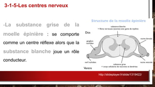 -La substance grise de la
moelle épinière : se comporte
comme un centre réflexe alors que la
substance blanche joue un rôle
conducteur.
3-1-5-Les centres nerveux
http://slideplayer.fr/slide/1319422/
 