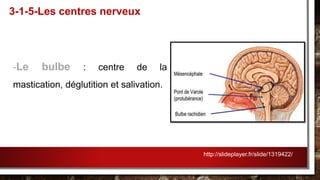 -Le bulbe : centre de la
mastication, déglutition et salivation.
3-1-5-Les centres nerveux
http://slideplayer.fr/slide/1319422/
 