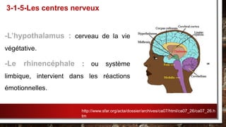 -L’hypothalamus : cerveau de la vie
végétative.
-Le rhinencéphale : ou système
limbique, intervient dans les réactions
émotionnelles.
3-1-5-Les centres nerveux
http://www.sfar.org/acta/dossier/archives/ca07/html/ca07_26/ca07_26.h
tm
 