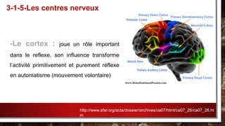-Le cortex : joue un rôle important
dans le reflexe, son influence transforme
l’activité primitivement et purement réflexe
en automatisme (mouvement volontaire)
3-1-5-Les centres nerveux
http://www.sfar.org/acta/dossier/archives/ca07/html/ca07_26/ca07_26.ht
m
 