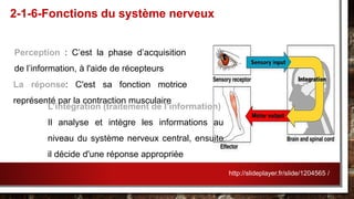 La réponse: C'est sa fonction motrice
représenté par la contraction musculaire
2-1-6-Fonctions du système nerveux
Perception : C’est la phase d’acquisition
de l’information, à l'aide de récepteurs
L’intégration (traitement de l’information)
Il analyse et intègre les informations au
niveau du système nerveux central, ensuite
il décide d'une réponse appropriée
http://slideplayer.fr/slide/1204565 /
 