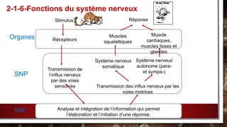 2-1-6-Fonctions du système nerveux
Organes
SNP
SNC
Stimulus
Récepteurs
Transmission de
l’influx nerveux
par des voies
sensitives
Analyse et intégration de l’information qui permet
l’élaboration et l’initiation d’une réponse.
Transmission des influx nerveux par les
voies motrices
Système nerveux
somatique
Système nerveux
autonome (para-
et sympa-)
Muscles
squelettiques
Muscle
cardiaques,
muscles lisses et
glandes
Réponse
 