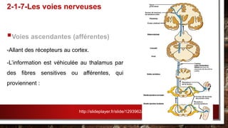 Voies ascendantes (afférentes)
-Allant des récepteurs au cortex.
-L’information est véhiculée au thalamus par
des fibres sensitives ou afférentes, qui
proviennent :
2-1-7-Les voies nerveuses
http://slideplayer.fr/slide/1293962/
 