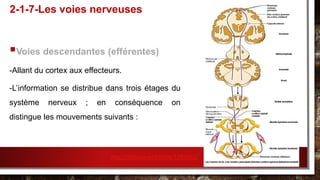 Voies descendantes (efférentes)
-Allant du cortex aux effecteurs.
-L’information se distribue dans trois étages du
système nerveux ; en conséquence on
distingue les mouvements suivants :
2-1-7-Les voies nerveuses
http://slideplayer.fr/slide/1293962/
 